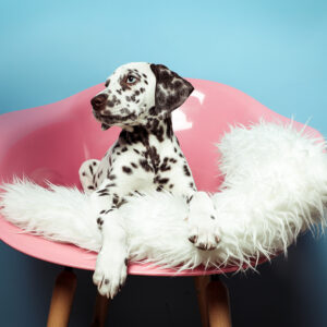 Egal ob Hund