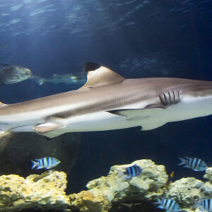 Haie sind deine Lieblingstiere und du wolltest sie schon immer einmal im Wasser beobachten? Dann komm ins SEA LIFE Hannover!