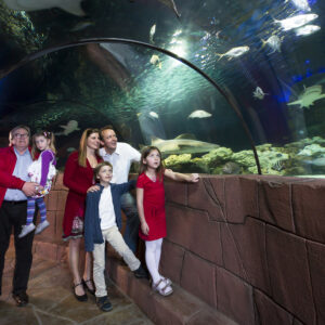 Haie sind deine Lieblingstiere und du wolltest sie schon immer einmal im Wasser beobachten? Dann komm ins SEA LIFE Hannover!