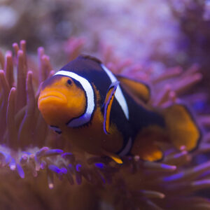 Erlebt einen unvergesslichen und spannenden Tag im Sea Life Hannover!