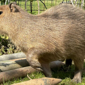 Dein Capybara-Moment im Harz! Meet & Greet