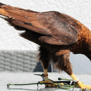 Spaziergang mit Greifvogel in Pollhagen: Einzigartige Erlebnisse in der Natur. Begleite majestetische Falken auf unvergesslichen Touren.